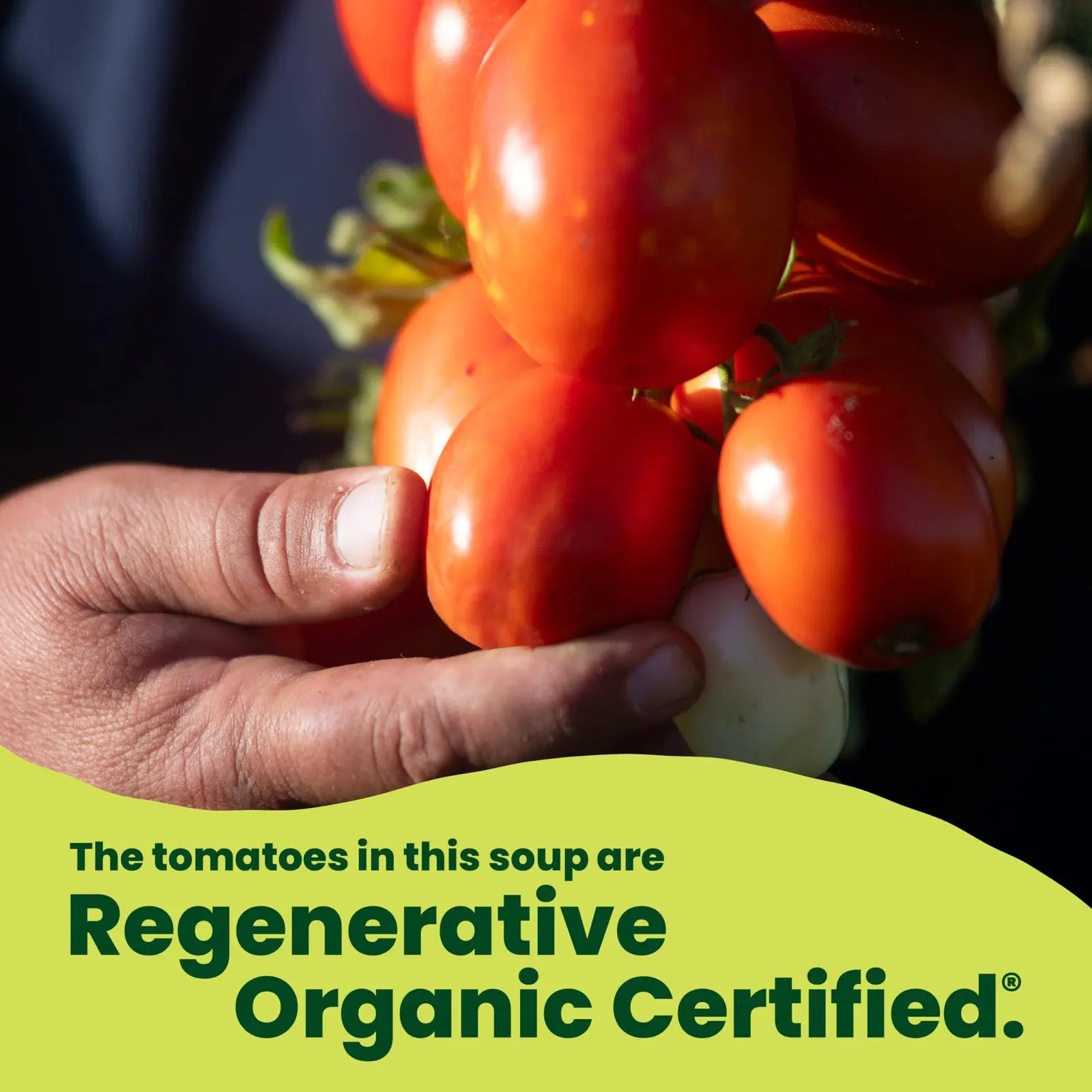 Pacific Foods Organic Light in Sodium Roasted Red Pepper Tomato Soup 32 Oz 12...