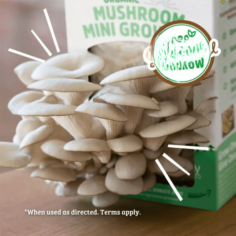 Organic Mushroom Mini Grow Kit Pearl Oyster Chef's Market