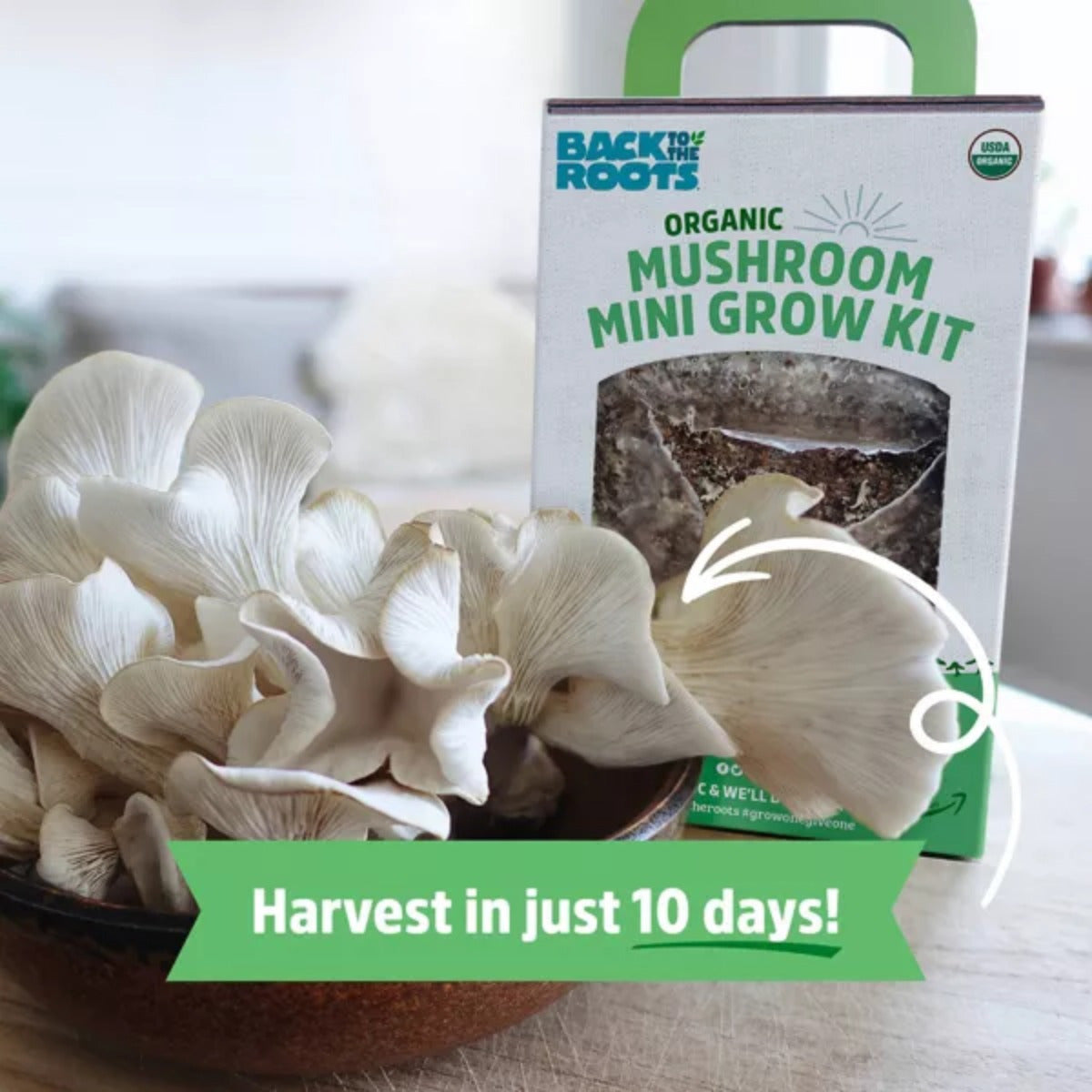 Back to the Roots Organic Mushroom Mini Grow Kit Pearl Oyster Chef's Market