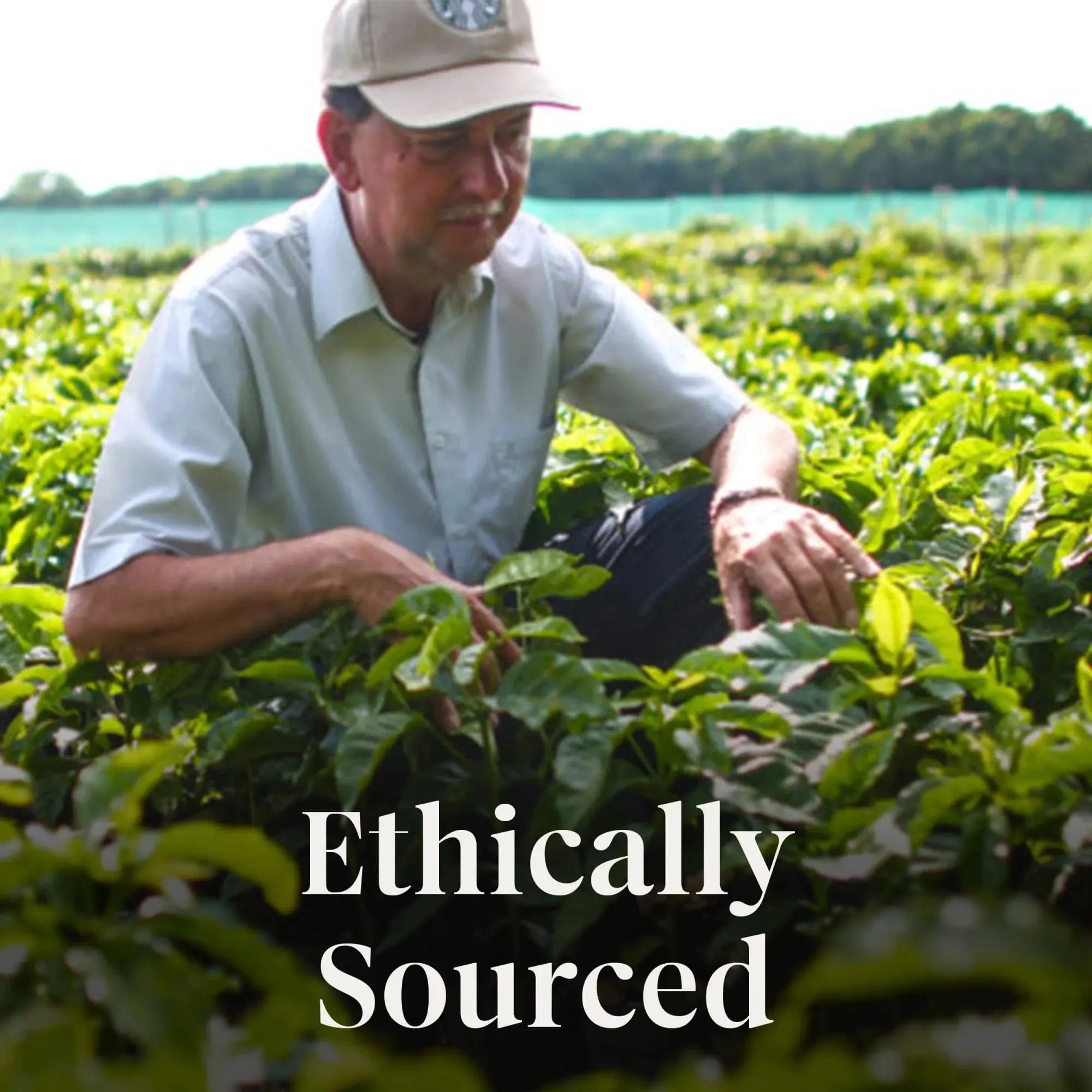 Starbucks Sunera Blend, Light Roast Coffee, Keurig K-Cup Single Serve Coffee Pods, 22 Pods