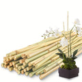50 Pcs Natural Bamboo Plant Stakes - Sturdy Garden Support for Indoor & Outdoor Plants, Tomatoes, Vegetables, Beans, Climbing Plants - Durable 24 Inch Bamboo Stick for Healthy Plant Growth Chef's Market