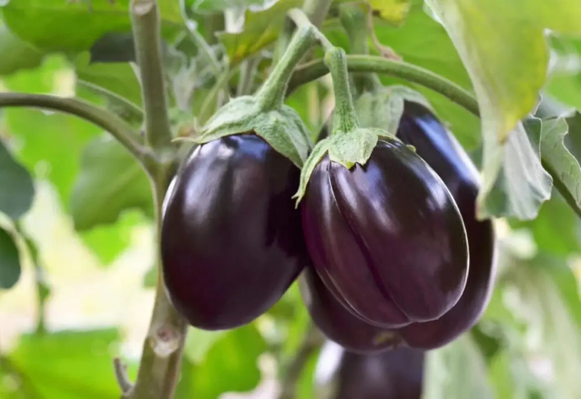 Eggplant Seeds - Organic, Heirloom, Open Pollinated, Non GMO - Grow Indoors, Outdoors, in Pots, Grow Beds, Soil, Hydroponics & Aquaponics