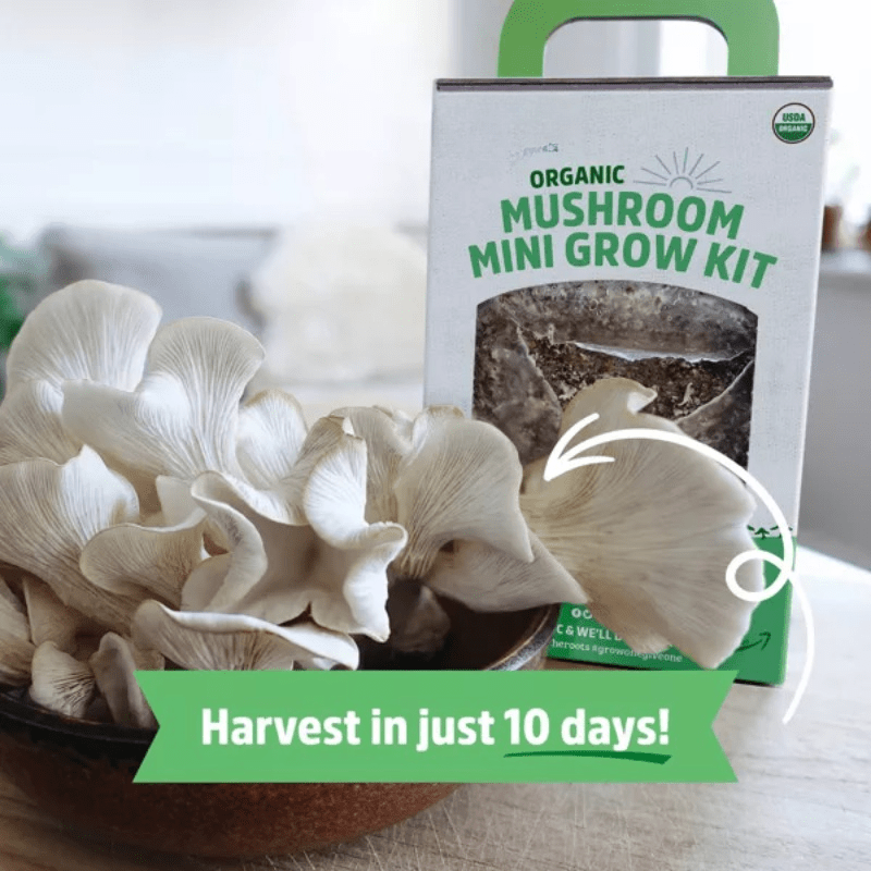 Organic Mushroom Mini Grow Kit Pearl Oyster Chef's Market