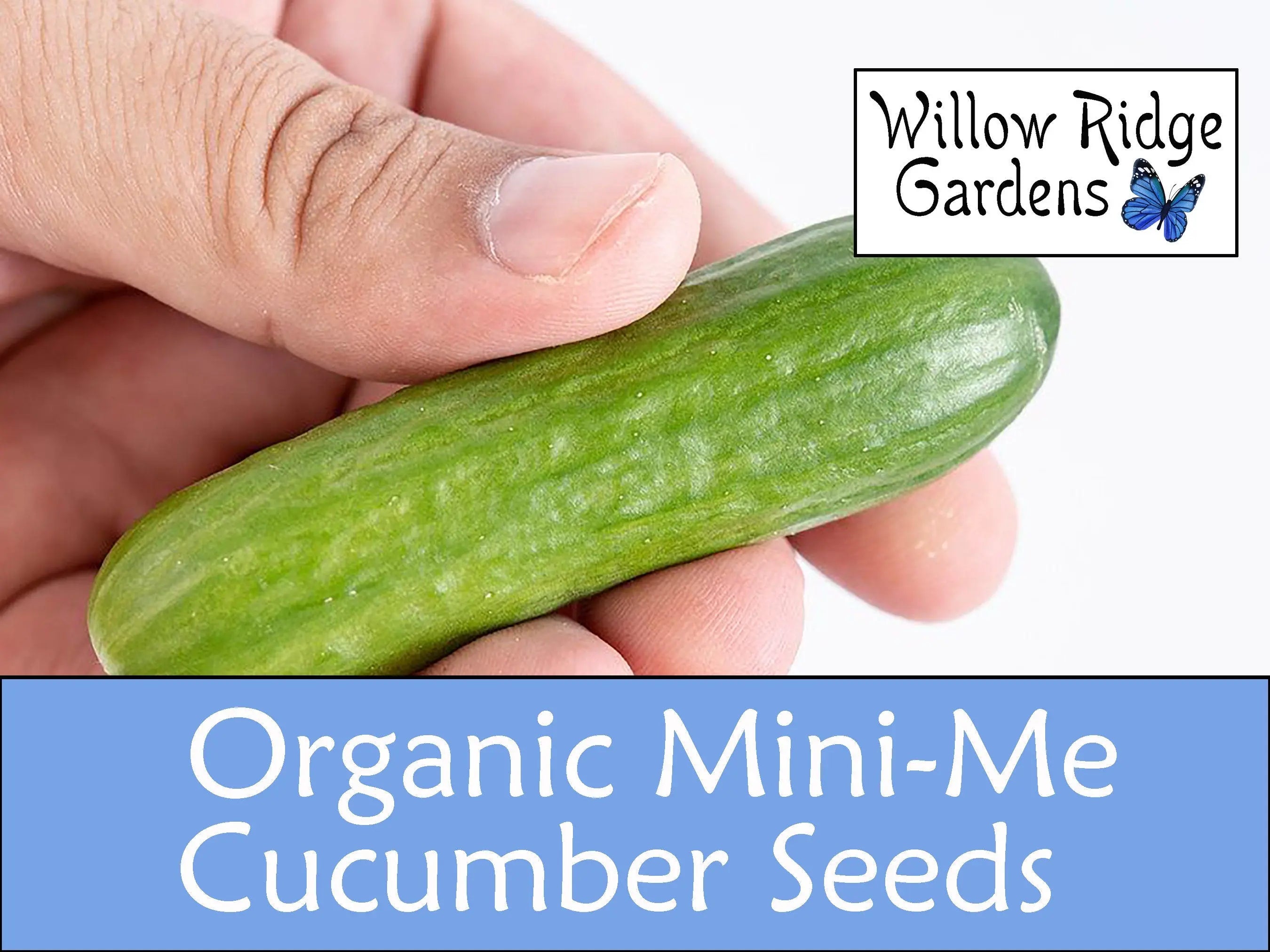 Mini-Me Cucumber Seeds, Organically Sourced from Certified Organic Grower, 10+ Seeds, Vegetable Seeds, Organic Seeds, Non GMO, USA Grown