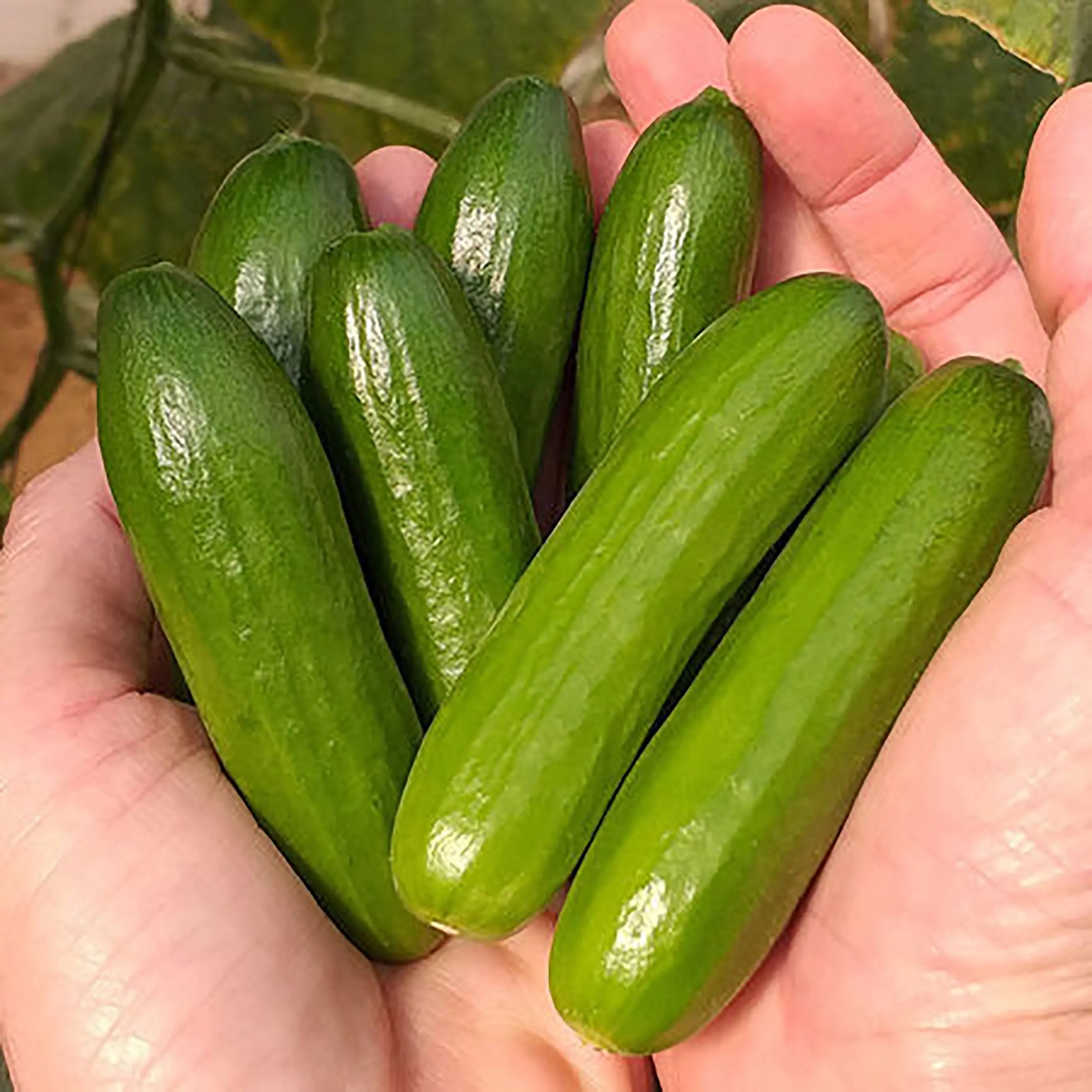 Mini-Me Cucumber Seeds, Organically Sourced from Certified Organic Grower, 10+ Seeds, Vegetable Seeds, Organic Seeds, Non GMO, USA Grown